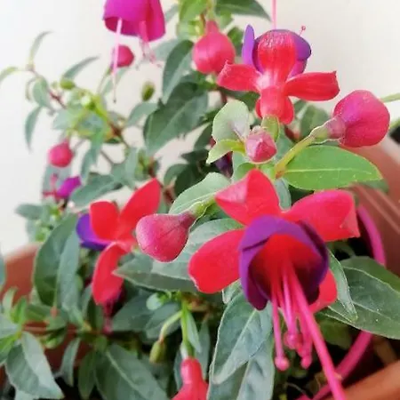 I Fiori
