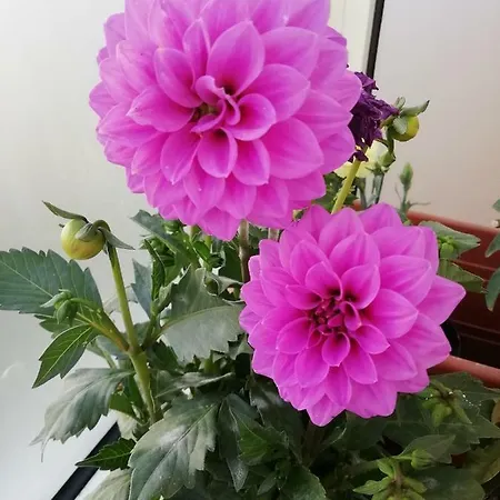 I Fiori *